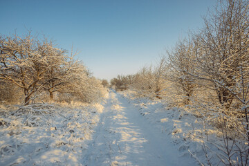 Beautiful winter landscape at the morning,sunrise over the trees , snow on the trees and ground,sunlights through the trees . Beautiful forest ,road in woodlands ,sunny                                