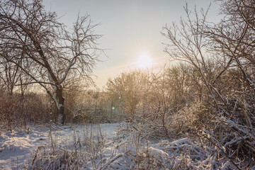 Beautiful winter landscape at the morning,sunrise over the trees , snow on the trees and ground,sunlights through the trees . Beautiful forest ,road in woodlands ,sunny                                