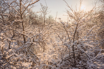 Beautiful winter landscape at the morning,sunrise over the trees , snow on the trees and ground,sunlights through the trees . Beautiful forest ,road in woodlands ,sunny                                