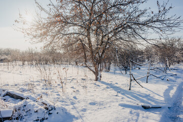 Winter scene in the forest , beautiful winter landscape with sun and lights of the sun. Trees covered by snow , old village in the woodlands , sunlights through the trees.