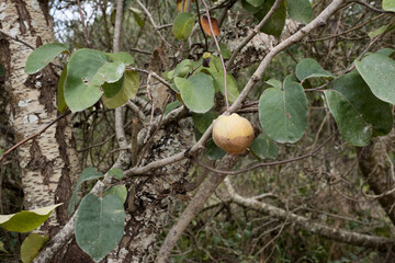 Quince tree
