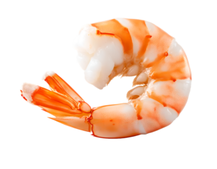 cooked peeled shrimp on transparent background
