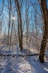 Winter landscape at the morning , snow covered trees, beautiful trees with sun , blue colors , snowy weather , cold and frozen 
