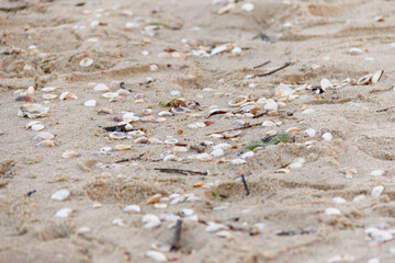 Shells on the sand of a beach in Rio de Janeiro.