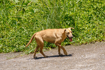 dog popularly known as caramel in Rio de Janeiro.