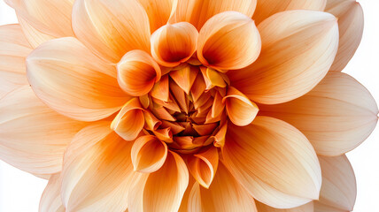 Obraz premium Orange Dahlia Flower Close-Up 