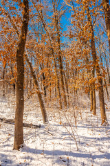 Obraz premium Beautiful landscape in the winter forest,sunny day at the wintel morning. Trees covered trees. Winter colors , sunny lights through the trees 