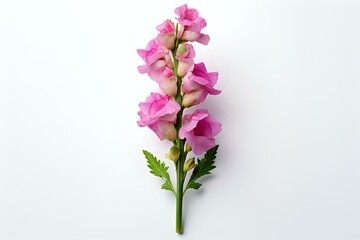 Pink snapdragon flower stem with delicate blooms and green leaves isolated on white background, suitable for botanical illustrations and floral designs.