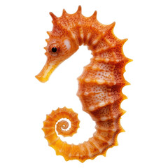 Obraz premium Delicate seahorse with curled tail and vibrant colors , isolated on transparent background