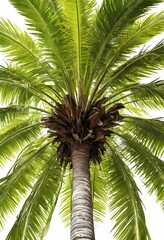 Obraz premium Isolated Coconut Palm Tree on White Background - Tropical Tree Perfect for Design and Print Use