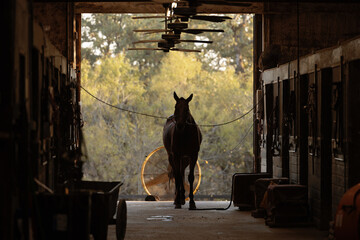 Horse Cooling off in front of fan in barn alleyway © Terri Cage 