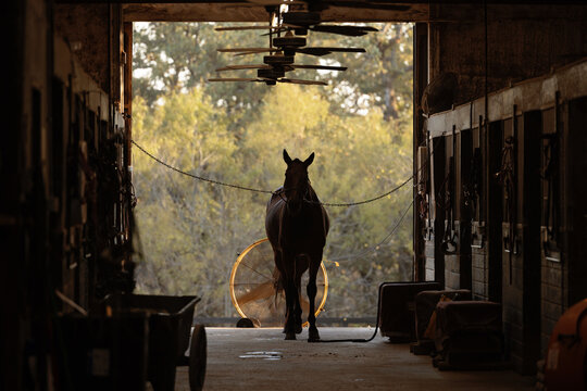 Horse Cooling off in front of fan in barn alleyway