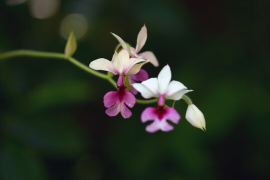 カランセ　ランの花
