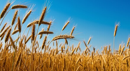 Golden wheat swaying gently under a clear blue sky evoking tranquility and abundance in a vibrant field of nature