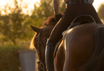 Horse Equestrian hunter jumper riding portrait tack English attire  