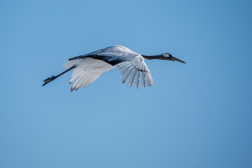 Red-crowned crane (Grus japonensis)