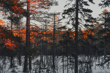 Winter photography around the Stormyra Marshlands, part of the Totenåsen Hills, Norway, February 2025.