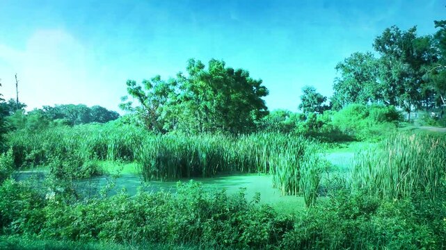 Florida Scenery 01-2