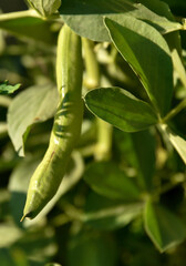 Broad Bean Imperial green Longood growing in the garden, Broad bean pods closeup growing on a plant in a vegetable allotment, Spring bripe green road bean sprouts are full of broad beans, Fava, Faba.