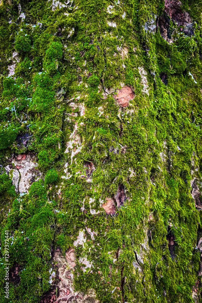 Poster detailed view of moss-covered tree bark in a serene forest setting during midday light