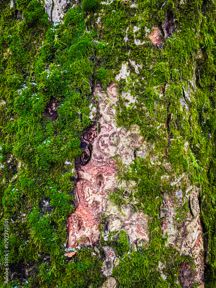 Poster moss and lichen cover a textured tree bark in a forested area during daylight hours
