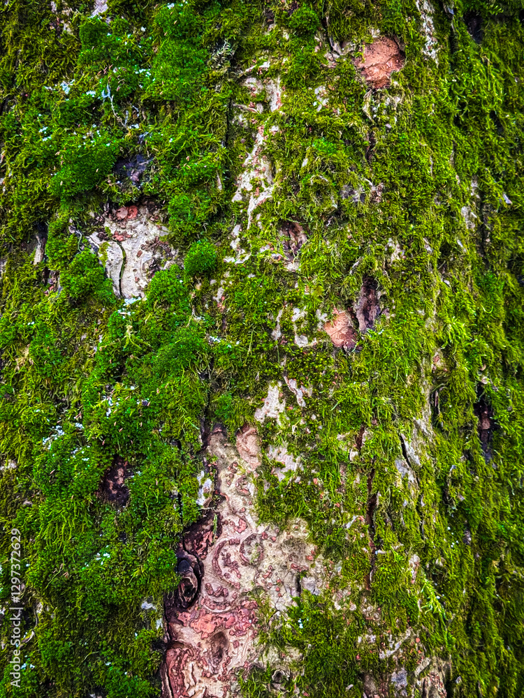 Poster Moss covers an ancient tree trunk in a lush forest environment during daylight hours