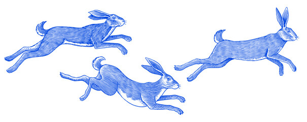 Hare or rabbit jumping. Wild animal running . Hand drawn or engraved sketch style traditional illustration, line work in ink for alcohol label © artbalitskiy