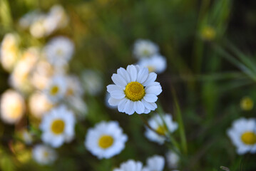 Obraz premium Closed up of Chamomile gardenfield a little yellowish white flowers commonly called German chamomile daisy.One of popular herb. Flower of garden or medicinal chamomile (Matricaria recutita). concept
