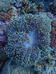 Weichkoralle vor Bali im Meer