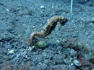 Seepferdchen, Meer Bali