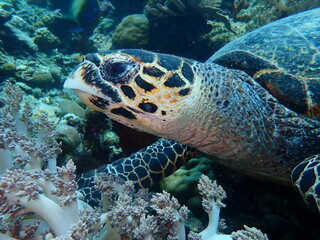 Fototapeta premium Schildkröte im Meer vor Bali