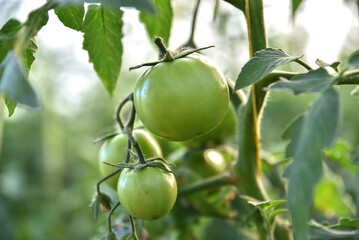Green unripe tomatoes growing in greenhouse, Tomato plants in greenhouse Green tomatoes plantation. Green and unripe tomatoes hang on plant. Tomato cultivation, Green tomato plants in greenhouse