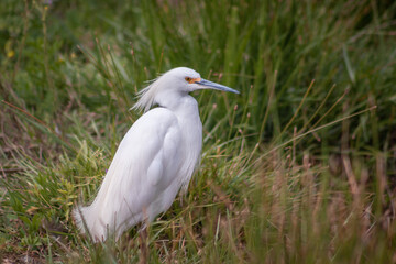 great white heron (garza chica)