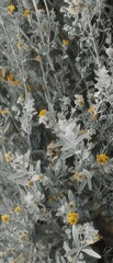 Obraz premium Artemisia blooms silver leaves faint yellow flowers detail cartoon texture watermark