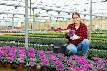 Portrait of young woman gardener holding pot with flowers Brassicaceae in greenhouse