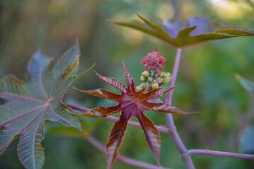 Castor oil plant detail, Ornamental plant in the flowerbed, Ricinus communis (the castorbean or castor-oil-plant). Green castor oil plant tree, Castor Bean flower, castor oil plant.