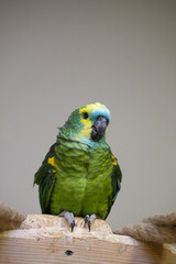 Blue-fronted Amazon green close-up indoors on a light background.