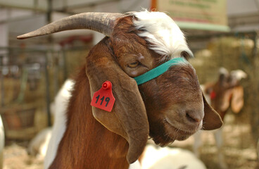 Brown and white goat with halter at an agricultural exhibition