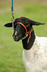 Dorper Sheep Standing on Green Grass in a Rural Farm Setting