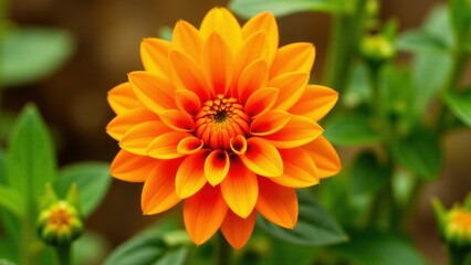 A vibrant orange dahlia in full bloom with lush green leaves in the background
