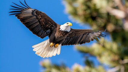 Obraz premium Bald eagle soaring through the blue sky with wings spread wide near green pine trees during a bright sunny day.