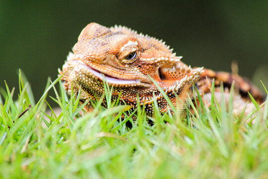 Bearded Dragon Lizard Resting on Green Grass