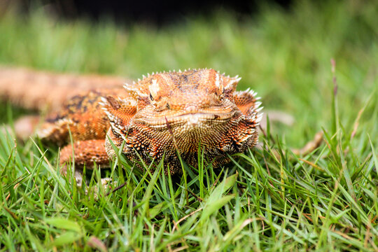 Bearded Dragon Lizard Resting on Green Grass