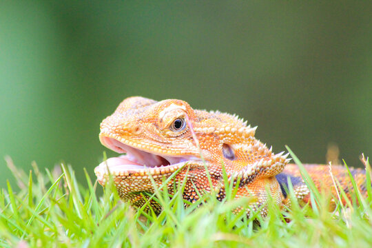 Bearded Dragon Lizard Resting on Green Grass