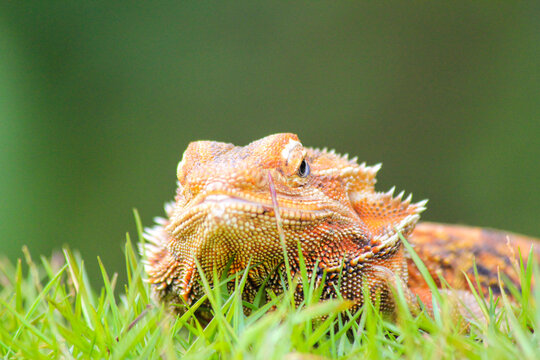 Bearded Dragon Lizard Resting on Green Grass