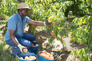 Portrait of confident Canadian farmer working in orchard, picking fresh ripe peaches. Summer...