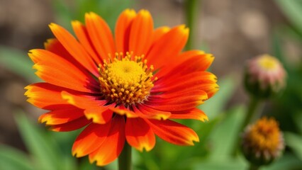 A vibrant orange flower with yellow center, surrounded by green foliage.