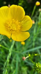 Fototapeta premium yellow flower on green background