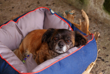 Senior female brown and chestnut Tibetan spaniel dog resting in comfortable soft padded dog bed or cot outside on rural rustic family farm.