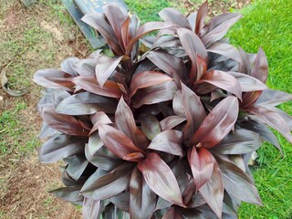 Beautiful Cordyline Terminalis with Lush Burgundy Foliage
